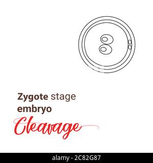 Illustration de l'embryon du stade zygote. Icône de la ligne du stade de la cellule zygote. Clivage symbole de la ligne de la cellule zygote. Clivage de l'illustration Illustration de Vecteur