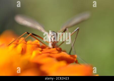 mouche de grue (tipulidae) assise sur une fleur de jardin de couleur orange Banque D'Images