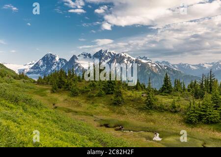 Prairie alpine surplombant les glaciers Spencer et Deadman dans la forêt nationale de Chugach, dans le centre-sud de l'Alaska. Banque D'Images