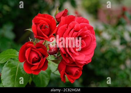 Rose GRANDHOTEL 'actel', fleurs rouges, roses sur un fond doux, joliment photographié, gros plan, en pleine floraison Banque D'Images