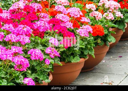 Pélargoniums rose rouge en pots géraniums pot terre cuite pélargonium pots Banque D'Images