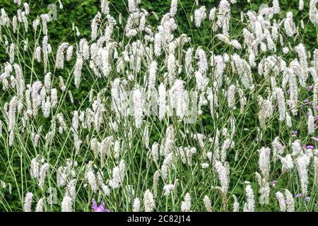 Sanguisorba tenuifolia 'Tanna blanche' Banque D'Images