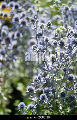 Chardon bleu (Eryngium planum), Royaume-Uni Banque D'Images