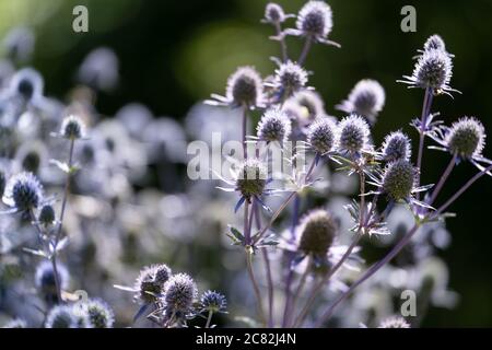 Chardon bleu (Eryngium planum), Royaume-Uni Banque D'Images