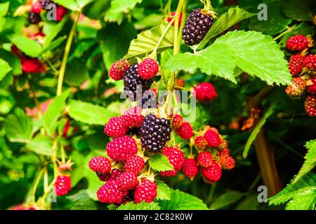 Les mûres poussent dans le jardin. Baies mûres et non mûres sur une brousse avec des feuilles vertes focalées sélectives. Arrière-plan Berry. Banque D'Images