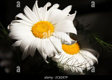 Un bouquet de pâquerettes dans un vase sur fond noir avec quelques reflets de lumière, vue du dessus Banque D'Images