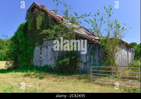 Des vignes de kudzu grimpent pour dépasser une ancienne grange en bois abandonnée avec un toit en étain sur une petite ferme en voie de disparition dans le Tennessee, États-Unis Banque D'Images