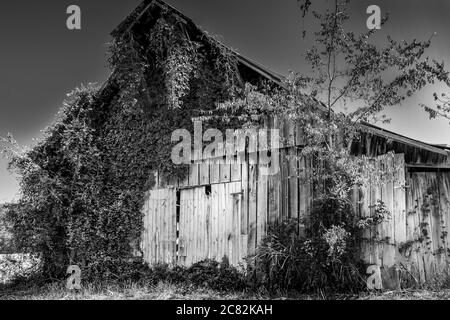 Des vignes de kudzu grimpant pour dépasser une ancienne grange en bois abandonnée avec un toit en étain sur une petite ferme en voie de disparition dans le Tennessee moyen, États-Unis, en noir et blanc Banque D'Images