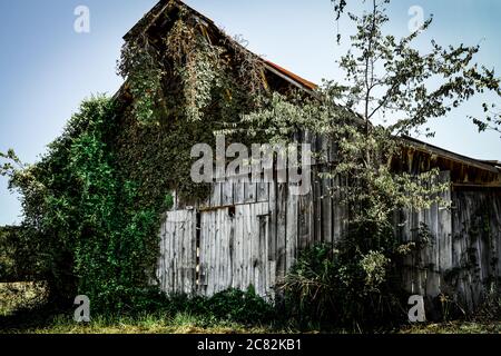 Des vignes de kudzu grimpent pour dépasser une ancienne grange en bois abandonnée avec un toit en étain sur une petite ferme en voie de disparition dans le Tennessee, États-Unis Banque D'Images