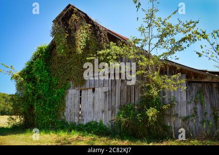 Des vignes de kudzu grimpent pour dépasser une ancienne grange en bois abandonnée avec un toit en étain sur une petite ferme en voie de disparition dans le Tennessee, États-Unis Banque D'Images