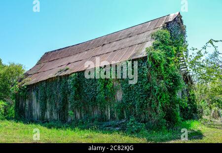 Des vignes de kudzu grimpant pour dépasser une ancienne grange en bois abandonnée avec un toit en étain sur une petite ferme en voie de disparition dans le Tennessee, Etats-Unis, Banque D'Images