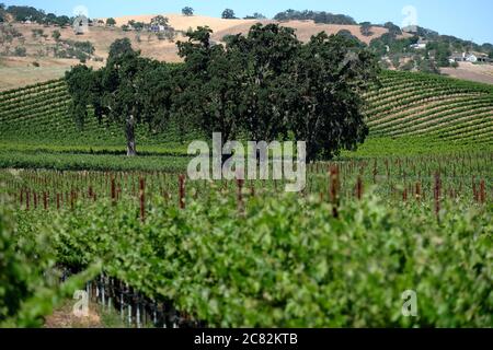 Chênes dans les vignobles et les collines ondoyantes de Paso Robles Wine Country Banque D'Images