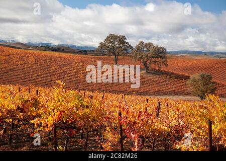 Magnifiques couleurs d'automne dans les vignobles parmi les chênes de Paso Robles, pays viticole de Californie Banque D'Images