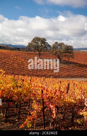 Magnifiques couleurs d'automne dans les vignobles parmi les chênes de Paso Robles, pays viticole de Californie Banque D'Images