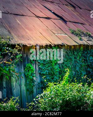 Gros plan de la vigne de Kudzu grimpant pour dépasser une ancienne grange en bois abandonnée avec un toit en étain sur une petite ferme en voie de disparition dans le Tennessee, États-Unis, Banque D'Images