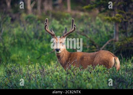 Cerf mulet broutant dans une forêt profonde Banque D'Images