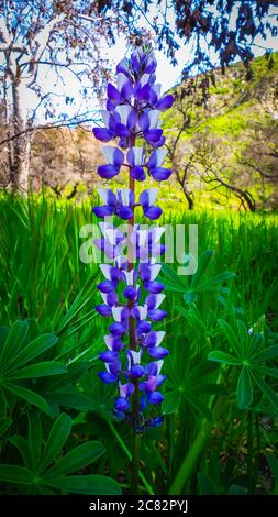 Gros plan d'une seule fleur de lupin dans le parc national de Malibu Creek, dans les montagnes de Santa Monica, au printemps Banque D'Images