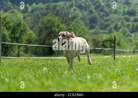 Golden retriever fonctionne sur un pré vert Banque D'Images