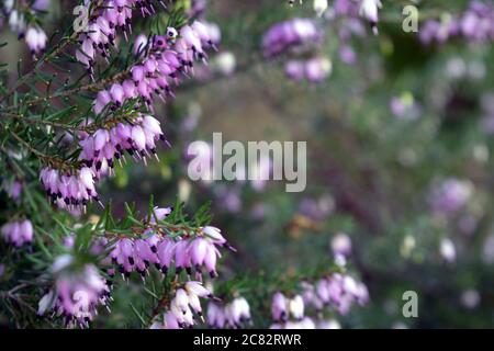 Foyer doux de fleurs de bruyère d'hiver roses sur un Bush sur un arrière-plan flou Banque D'Images