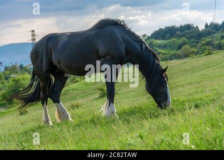 Cheval frison dans le pâturage. Superbe jument de cheval frison avec longue crinière. Banque D'Images