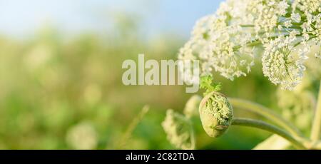 Grand bouton vert et fleurs des futures graines de plante toxique Hogweed géant, vue rapprochée. Plante dangereuse qui se répand incontrôlable et le jus Banque D'Images