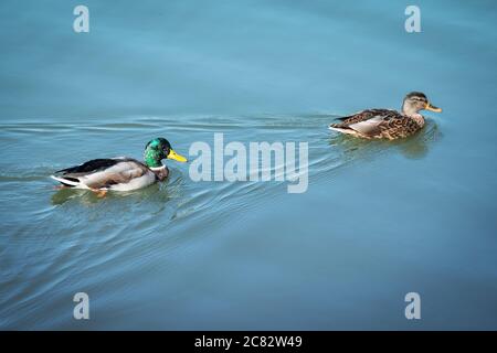 Canards nageant. Couple de canards colverts et drake flottant sur l'eau bleue. Deux canards nageurs sauvages. Oiseaux de sexe masculin et féminin dans la faune aquatique. Paire de volaille Banque D'Images