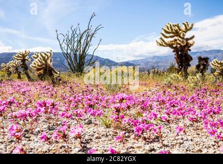 Ocotillo et fleurs sauvages en fleur près de Borrego Springs , Parc d'état du désert d'Anza Borrego en arrière-plan, Californie, Etats-Unis Banque D'Images