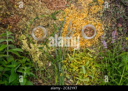 Bouteilles de teinture ou d'huile et herbes saines de guérison sèches. Herbes médicinales, bouteille d'huile essentielle d'aromathérapie, vue de dessus, gros plan Banque D'Images