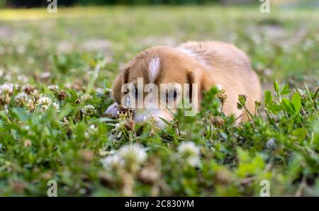 Un jeune chiot repose sur l'herbe et regarde avec des yeux tristes Banque D'Images