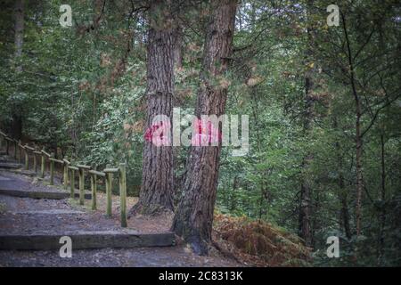 Lèvres peintes sur les troncs d'arbre dans la forêt d'Oma Au pays Basque Banque D'Images