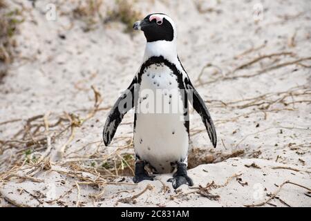 Un manchot africain d'alerte (Spheniscus demersus) debout au-dessus d'un nid sur le sable à la plage de Boulders, une partie du parc national de Table Mountain Banque D'Images