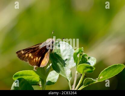 Petit papillon Skipper prêt pour le décollage Banque D'Images