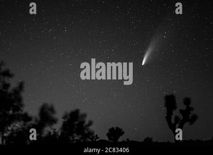 Joshua Tree, États-Unis. 19 juillet 2020. (Note aux éditeurs : cette image a été convertie en noir et blanc.) Comet NEOWISE est vu dans le ciel au-dessus du parc national de Joshua Tree dans le désert de Mojave en Californie le 19 juillet 2020. La comète porte le nom de l'explorateur d'enquêtes infrarouges à champ large de la NASA. (Photo de Ronen Tivony/Sipa USA) *** Veuillez utiliser le crédit du champ de crédit *** crédit: SIPA USA/Alay Live News Banque D'Images