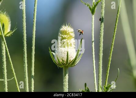 Une abeille tricolore ou à ceinture orange se hante autour d'une tige de fleur d'une plante géante à thé blanc. Banque D'Images