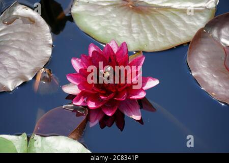 Un nénuphars tropical rouge foncé à fleurs de jour sur un étang Banque D'Images