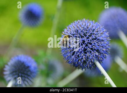 Une abeille sur une fleur de chardon « bleu taflower » Banque D'Images