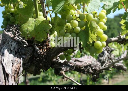 Missouri Vineyard à la mi-juillet St. Charles County est le Missouri Wine Country Mid-West Napa Valley. Banque D'Images