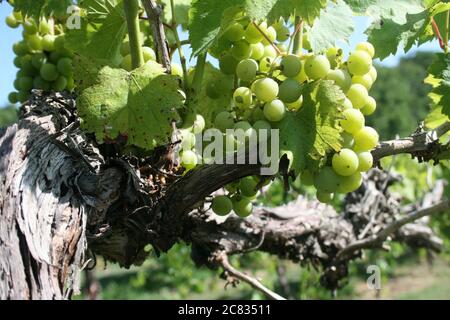 Missouri Vineyard à la mi-juillet St. Charles County est le Missouri Wine Country Mid-West Napa Valley. Banque D'Images