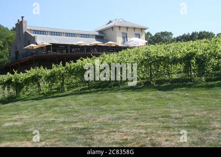 Missouri Vineyard à la mi-juillet St. Charles County est le Missouri Wine Country Mid-West Napa Valley. Banque D'Images