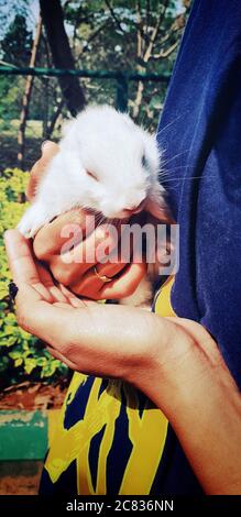 Plan vertical d'une femme tenant un petit lapin blanc entre ses mains Banque D'Images