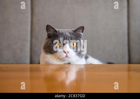 Gros plan de la tête de chat à air court britannique Banque D'Images