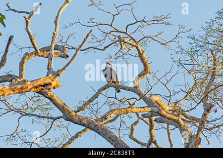 Une plus grande Vulture à tête jaune dans la lumière du soir près de Cristalino Lodge au Brésil Banque D'Images