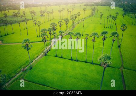 Vue aérienne du dessus du palmier à sucre et du champ de plantation de riz paddy vert au lever du soleil. Banque D'Images