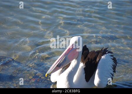 Pelican australien (Pelecanus ospillatus) avalant ses prises sur la rivière Camden Haven à North Haven en Nouvelle-Galles du Sud Banque D'Images