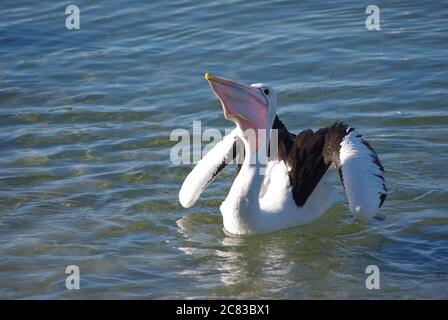 Pelican australien (Pelecanus ospillatus) avalant des poissons sur la rivière Camden Haven à North Haven en Nouvelle-Galles du Sud Banque D'Images