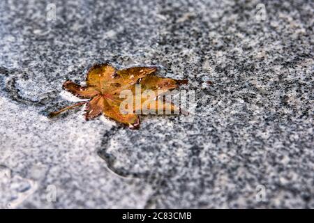 Sécher les feuilles d'érable sur le sol en granit avec de l'eau Banque D'Images
