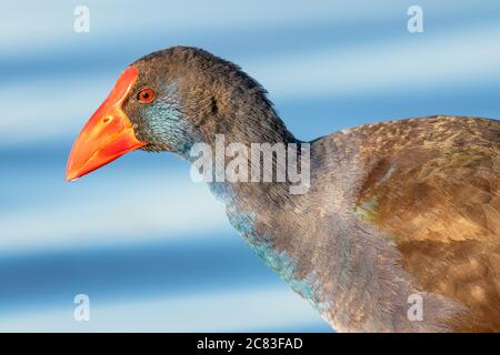 Portrait d'une talève sultane (Porphyrio porphyrio) au lac Bouvier à Perth, Australie occidentale. Banque D'Images