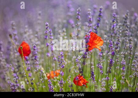 Gros plan de quelques coquelicots rouges qui grandissent dans le milieu d'un champ de lavande Banque D'Images