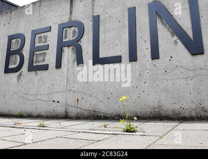 Berlin, Allemagne. 03ème juillet 2020. Le mot « Berlin » est attaché à un mur en béton devant un bâtiment universitaire de Freie Universität à Dahlem. Devant elle, une fleur jaune pousse du pavé. Il fait partie du lettrage 'Freie Universität Berlin'. Credit: Jens Kalaene/dpa-Zentralbild/ZB/dpa/Alay Live News Banque D'Images