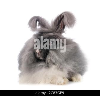 Anglais Angora en face de fond blanc Banque D'Images